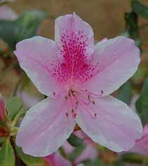 The Azaleas