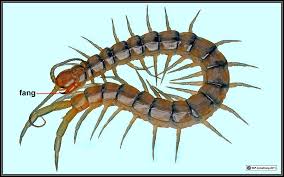 Camel spiders are tricky creatures. Arthropods 2