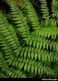 Image result for Cycnium filicalyx