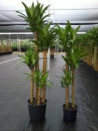 Dracaena Fragrans Cane Jpg 600 800 Plants Dracaena Houseplants