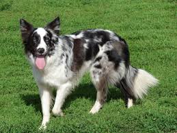 Black And White Aussie Blue Eyes Blue Merle Border Collie Blue Merle Collie Australian Shepherd Border Collie Dog