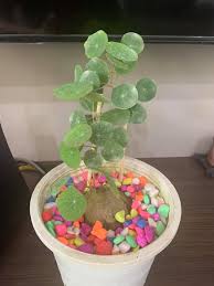 Image result for Stephania cyanantha