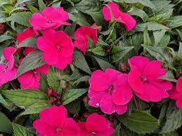 Partial shade is good for many flowering shrubs that will produce more blooms with a little sun. Celebrate The Shade With Nine Fine Annuals That Thrive In Lower Light Gardens