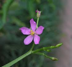 Image result for Talinum fruticosum
