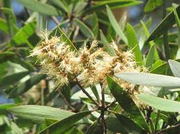 Image result for Melaleuca leucadendron