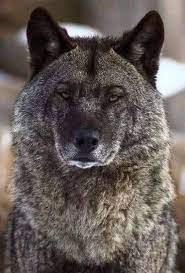 The wolf does not touch the dead — not man, not beast — its honor stands  above hunger. It loves only once, for life; never crossing bloodlines, never  betraying. Let's work together