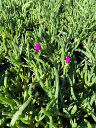 Image result for Delosperma mahonii