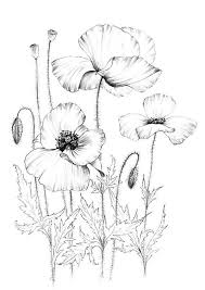 Black And White Orange Blossom Clip Art Poppy Sketch Coloring Page Wild Flower Clipart Botanical Print Large A1 Line Drawing Scrapbook Poster Pap In 2020 Flower Line Drawings Wildflower Drawing Poppy Drawing