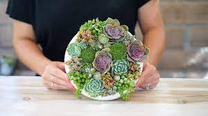Build the vertical garden frame assembly yourself or purchase one. Vertical Succulent Wall Garden The Dalla Vita Vertical Circle Youtube