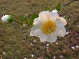 Image result for Oncoba