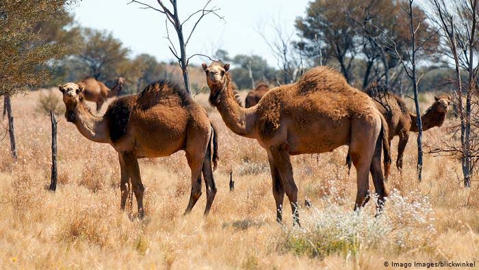 australia camel shooting ile ilgili görsel sonucu"