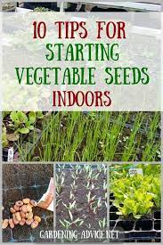 10 Tips For Starting Vegetable Seeds Indoors Starting Vegetable Seeds Vegetable Seed Growing Food Indoors