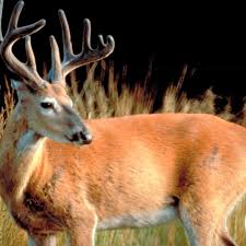 Dec Warns Deer Are Affected By Outbreak Of A Fatal Virus Wrgb