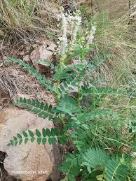 Image result for Astragalus atropilosulus