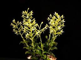 Image result for Bonatea