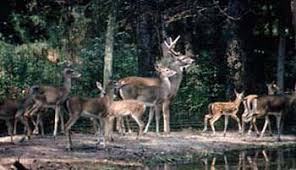 48 Rigorous Deer Movement Chart Texas