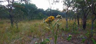 Image result for Inula glomerata
