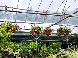 Tanaman hias bunga tanaman bunga vinca (gantung) … anda bisa dapatkan daftar harga perlengkapan taman tanaman hias bunga mulai dari idr rp 29.000 hingga idr rp 2.500.000 di. Vinca Gantung Warna Dan Stok Nursery Bunga Kelantan Facebook