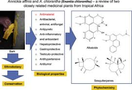 Image result for Annickia ambigua