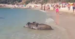 Il corpo di un cinghiale è stato recuperato in mare questa mattina all'ingresso del porto, tra albissola marina e savona, dagli operatori dei servizi nautici transmare. Bellezze Al Bagno I Cinghiali Si Rinfrescano Con Un Bel Tuffo In Acqua Video Cagliari Vistanet
