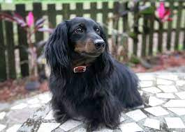 He also got along with all dogs, and all people. Long Haired Dachshund What To Know About This Stunning Dachshund All Things Dogs All Things Dogs