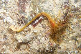 Image result for Nesaea polycephala