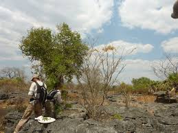 Image result for Dalbergia bracteolata