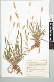 Image result for Setaria pumila