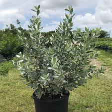Image result for Conocarpus erectus