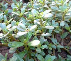 All purslane needs to grow is part to full sun and clear ground. Growing Purslane Organic Purslane Farming In Home Garden