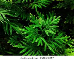 Image result for Hymenophyllaceae