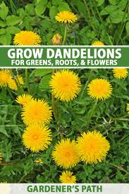 Each bunny is different and has different tastes however. How To Grow Dandelions For Greens Roots Flowers Gardener S Path
