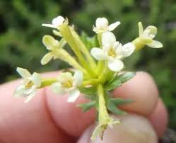 Image result for Gnidia inconspicua