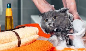 Cara menghilangkan kutu kucing dengan air garam. 5 Merek Shampo Kutu Kucing Terbaik Basmi Kutu Dan Telurnya Pintarpet