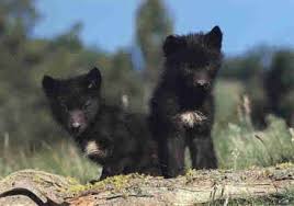 Black And Grey Wolf Pokemon Black Wolf Puppies Baby Wolves Wolf Pup Beautiful Wolves