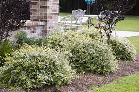 The aurea plant complements the boxwood's shrub with its short, pyramidal leaves. 14 Great Plants For The Front Of Yard Southern Living