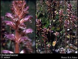 Image result for Orobanchaceae