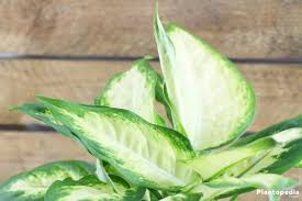 Dieffenbachia Dumb Cane Leopard Lily Plant How To Care And Propagate Plantopedia