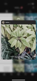 قرآن فيديو انستقرام اسلاميات Instagram Quran Islam سورة اية