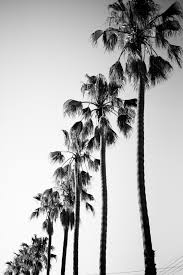 Aesthetic Black And White Palm Tree Wallpaper Black And White Palm Trees On Juliettelaura Blogspot Com Black And White Photo Wall Black And White Picture Wall Black And White Aesthetic