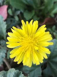 Image result for Crepis