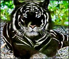 A Rare Black Tiger This Has To Be The Most Awesome Tiger I Have Ever Seen Rare Animals Animals Animals Beautiful