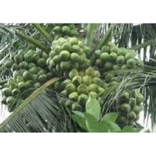 Kampung rancha rancha di bekenu bakal menjadi pengeluar kelapa pandan yang terbesar di utara negeri ini, menjelang tahun 2022, kata menteri muda pertanian, tanah adat dan pembangunan. Benih Kelapa Pandan Wangi 5pokok Shopee Malaysia