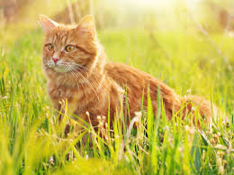Katzenzaun Fur Den Garten Darauf Sollten Sie Achten