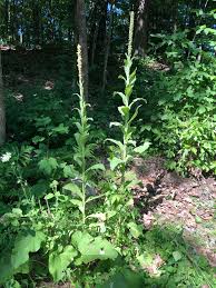 Forest of flowers, 2387 trafalgar road, oakville, on l6h 6k7, canada. March April Virtual Wildflower Tour Green Mountain Club Gmc Burlington Section