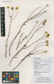 Image result for Osteospermum monocephalum