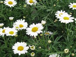 Image result for Argyranthemum