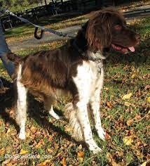 Some images are hidden because they can no longer be found or have been removed by the file host. Brittany Spaniel Dog Breed Information And Pictures