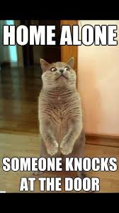 Pin By Gavin On Pictures Funny Pictures Laugh Funny Cat Photos