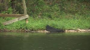 The tennessee river is the largest tributary of the ohio river.5 it is approximately 652 miles (1,049 km) long and is located in the southeastern united states in the tennessee valley. Keep The Tennessee River Beautiful Event In Decatur On Oct 11 Rocketcitynow Com